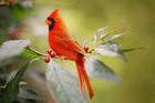 Red cardinal bird meaning
