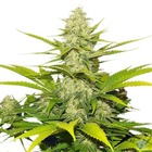 Unveiling the Secrets of White Widow Seeds: A Closer Look at th