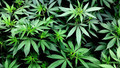 Pain Relievers from the Cannabis Plant Are 30 Times Stronger Tha